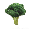Simulation Vegetable Food Chewing Squeaky Dog Plush Toy